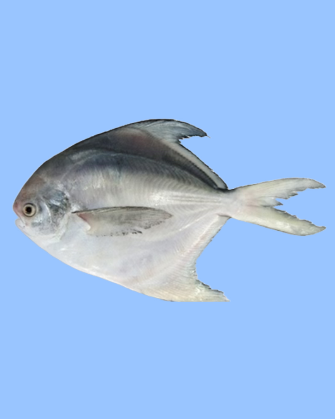 Silver Pomfret 1kg