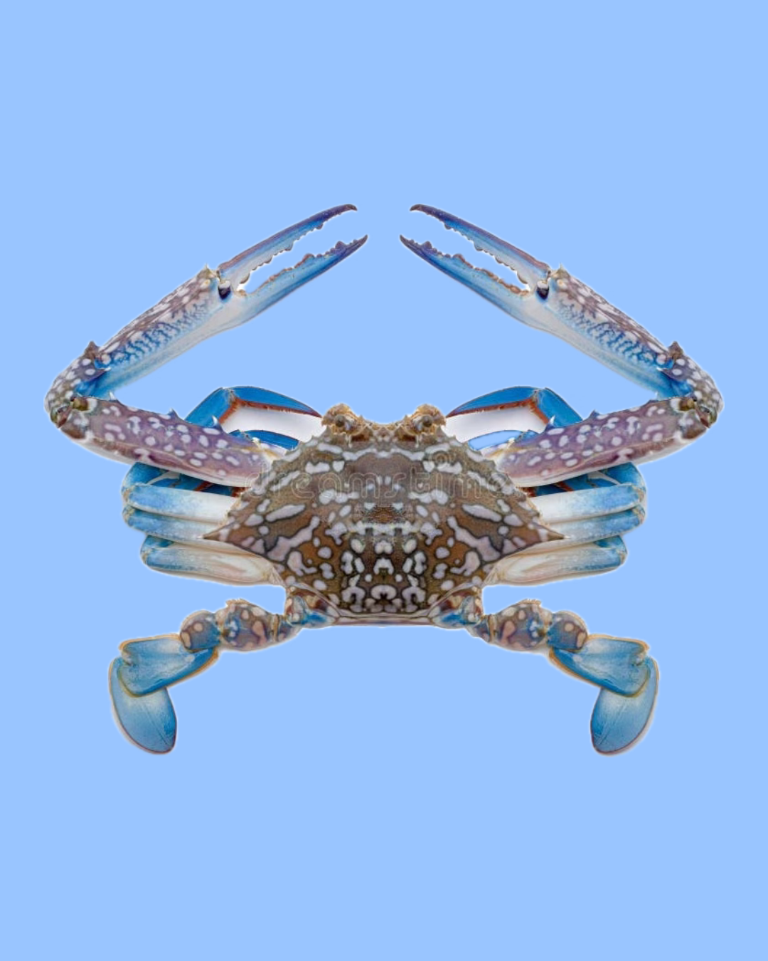 Blue Crab 1kg