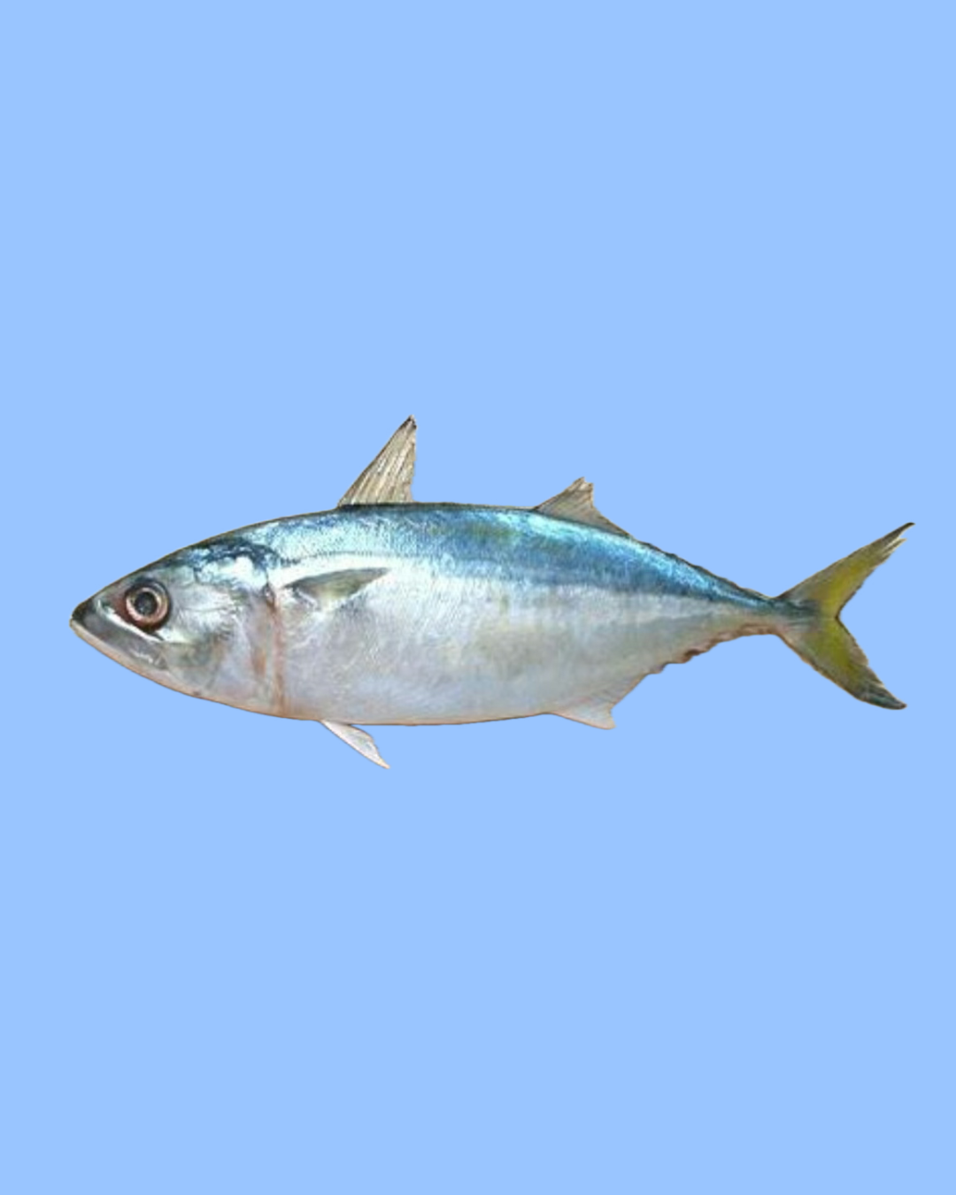 Indian Mackerel 1kg