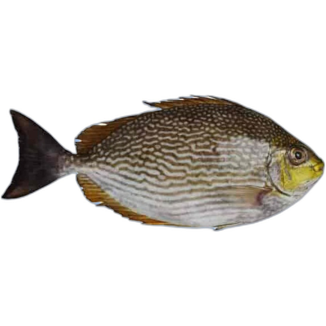 Frozen Ora fish 1kg - Authentic South Indian seafood