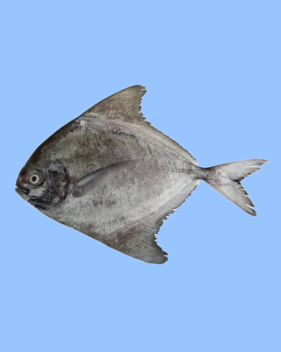 Black Pomfret 1kg