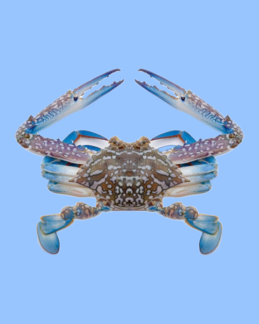 Blue Crab 1kg