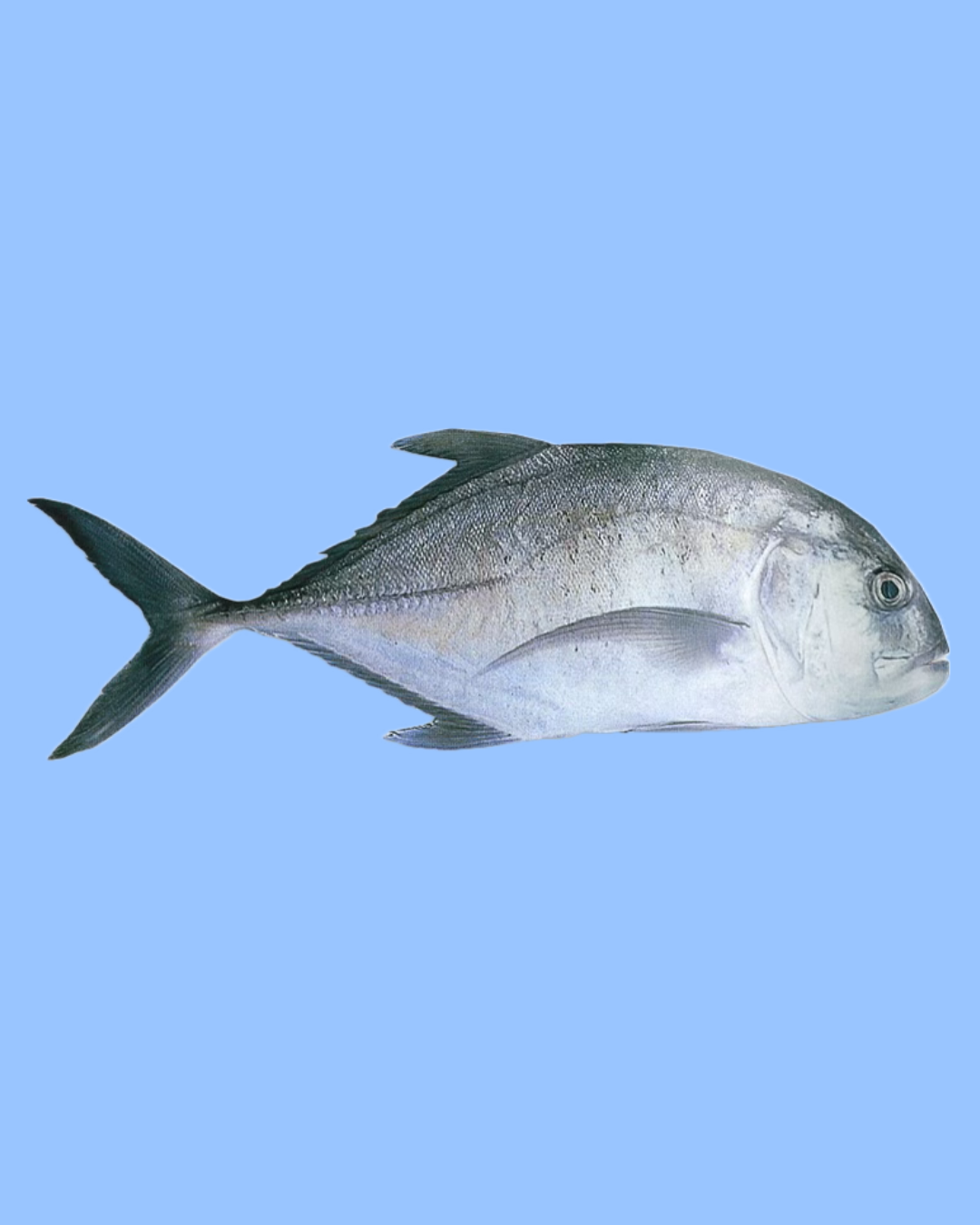 Parai / Trevally 1kg