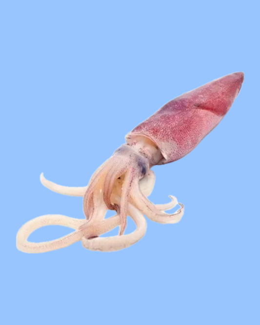 Squid / Kanavai 1kg