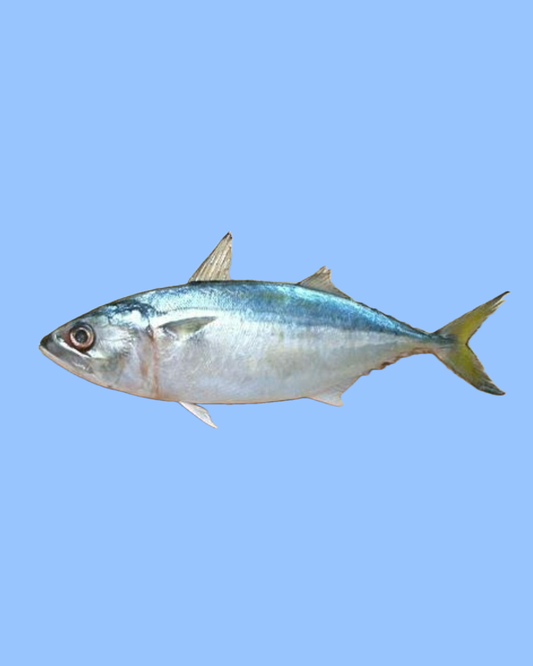 Indian Mackerel 1kg
