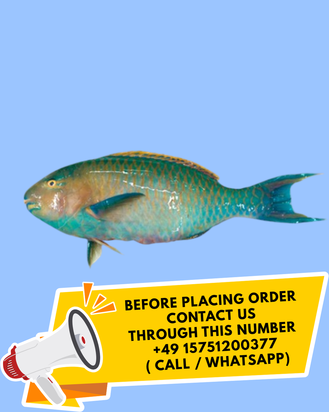 Parrot Fish 1Kg