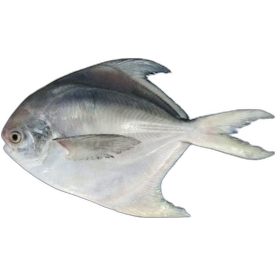 Frozen Silver Pomfret fish 1kg - Premium quality fish for curry