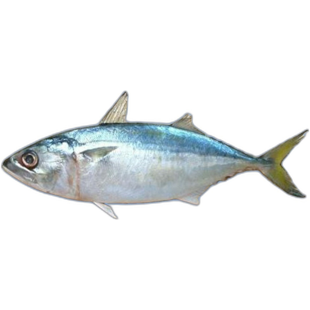 Frozen Indian Mackerel 1kg - Premium quality fish for curry