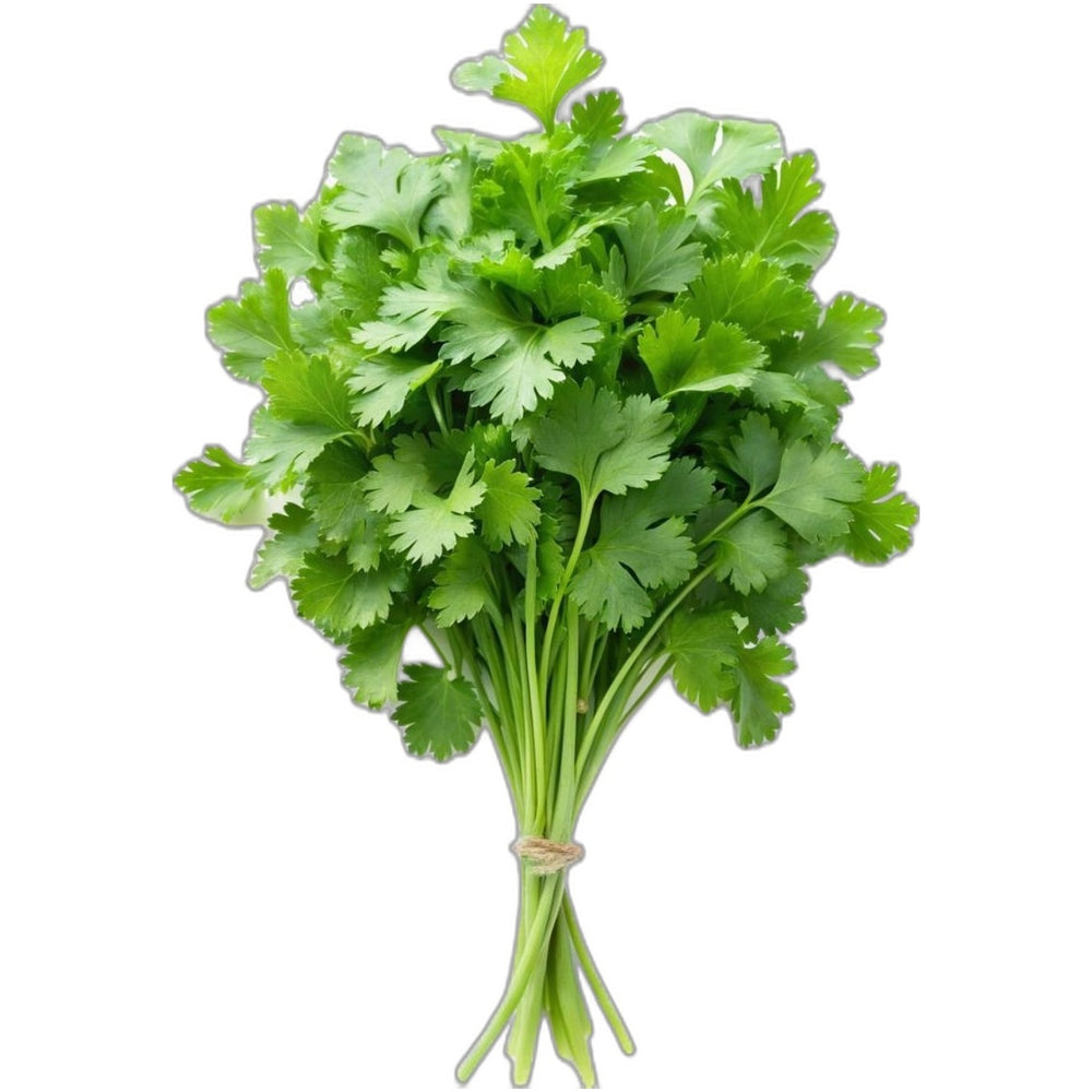 Fresh coriander bunch (cilantro) - Green herb for Indian cooking