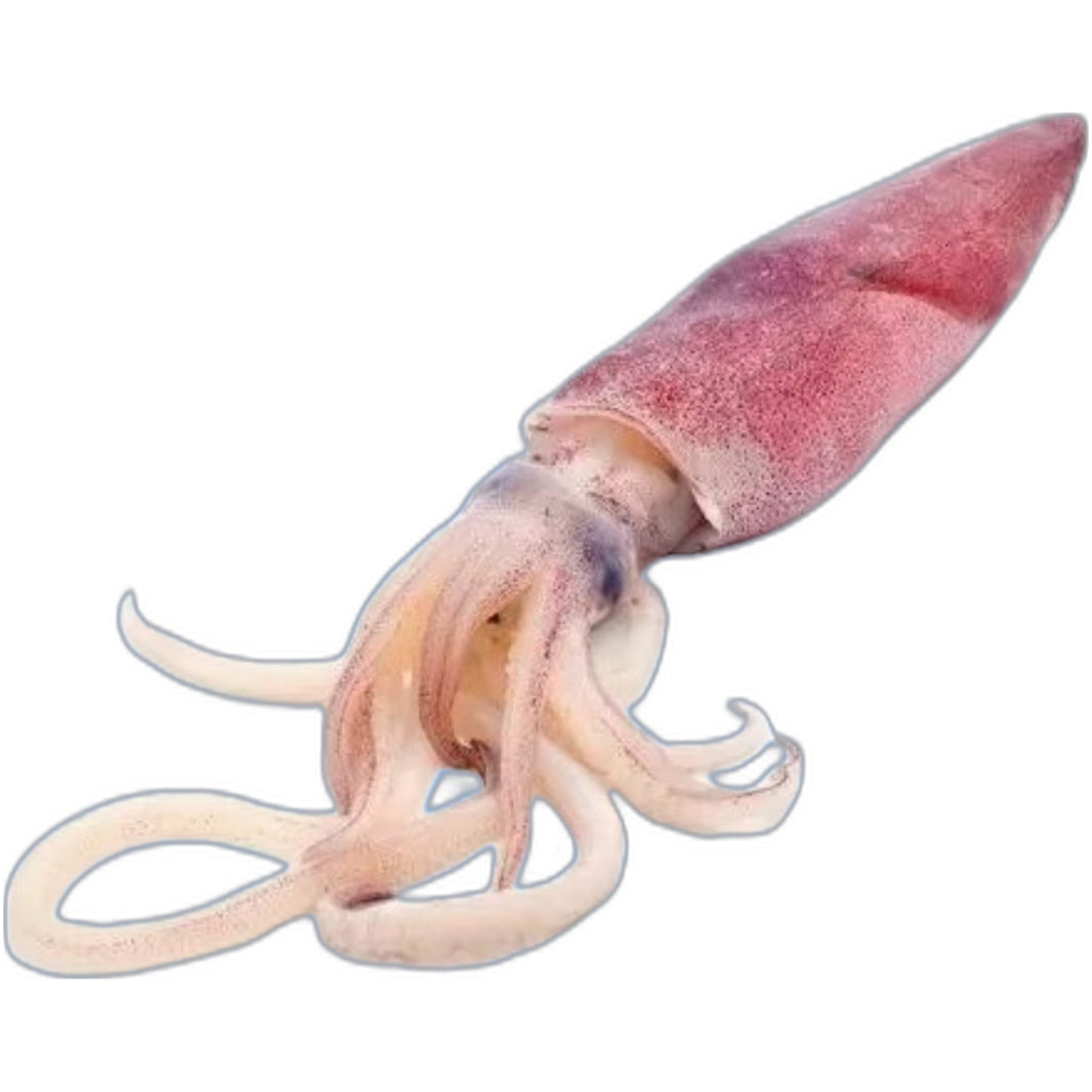 Frozen squid 1kg - Fresh seafood for cooking