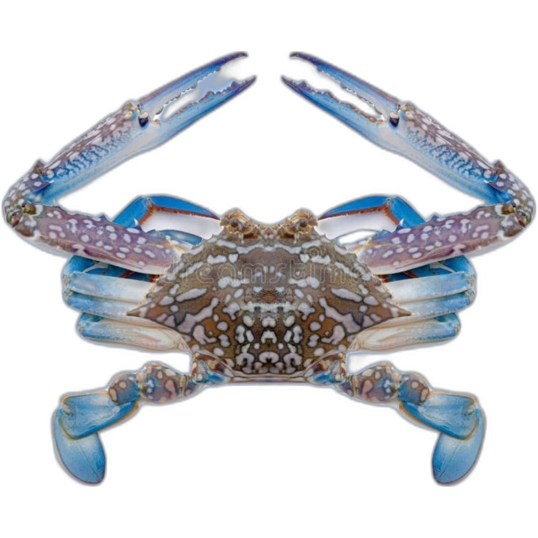 Frozen blue crab 1kg - Fresh seafood for cooking