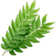 Fresh curry leaves bunch 50g - Aromatic Indian herb for authentic flavor