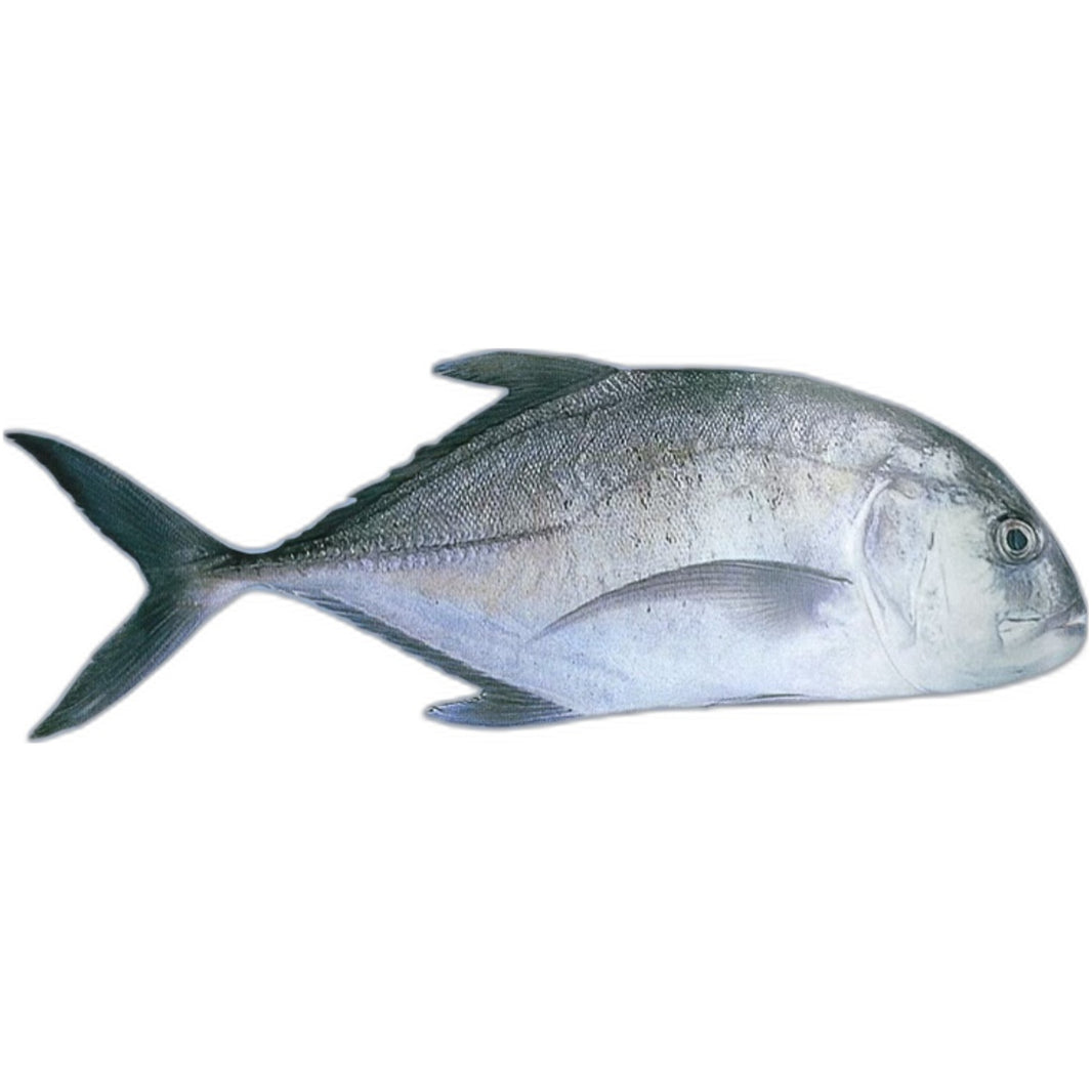 Frozen Trevally fish (Parai) 1kg - Authentic South Indian seafood