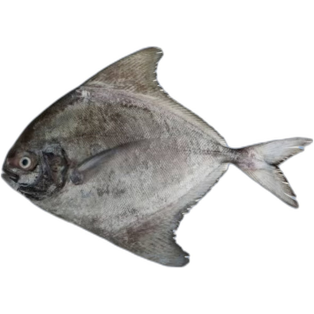 Frozen Black Pomfret fish 1kg - Premium quality fish for curry