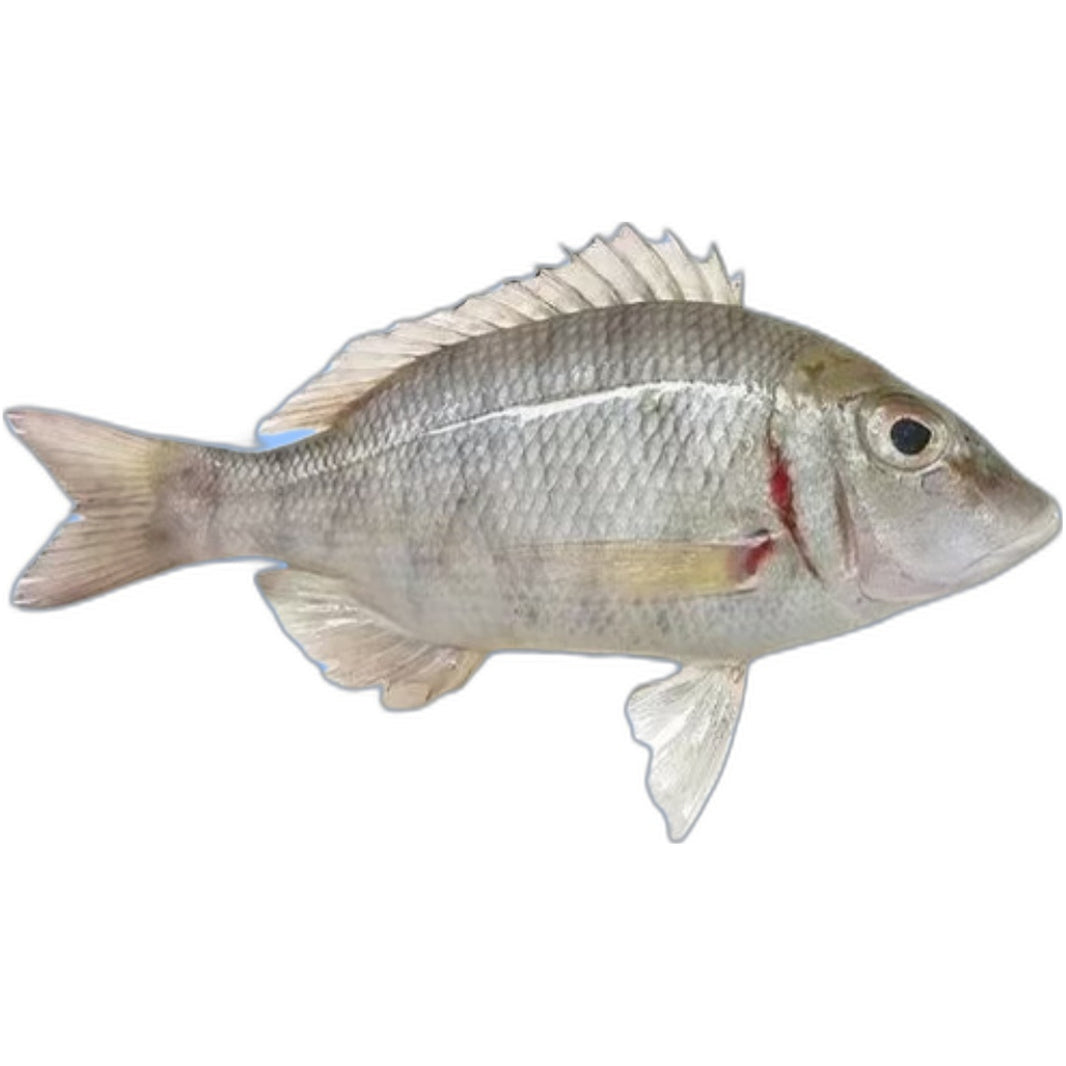 Frozen Villai Meen 1kg - Authentic South Indian seafood